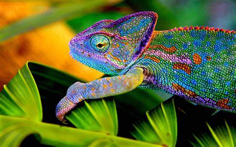 Chameleon Wallpapers Wallpaper Cave