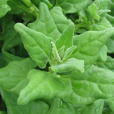 Spinach Seeds New Zealand Vegetable Seeds In Packets And Bulk Eden