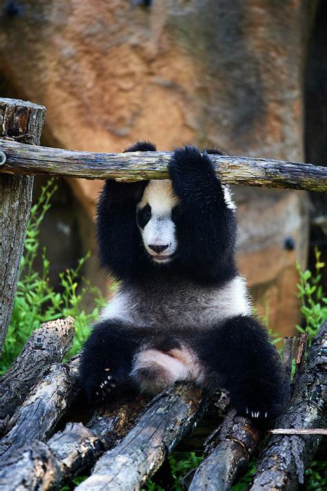Giant Panda Cub Playing Captive At Beauval Zoo France Photograph By