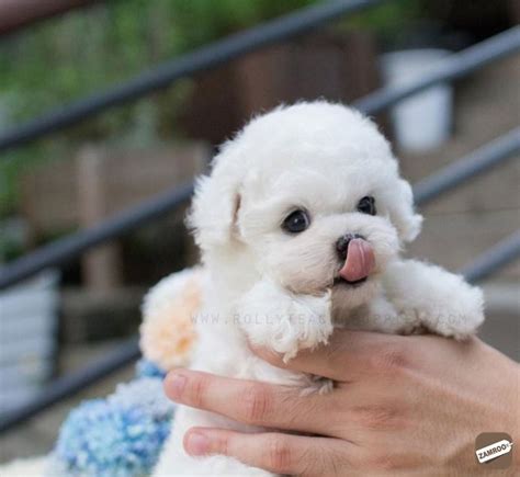 45 Teacup Bichon Frise Puppies For Sale Image Bleumoonproductions