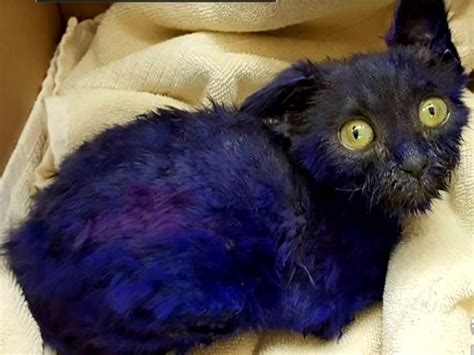 Purple Dyed Kitten Used As Chew Toy For Other Animals Veterinarian