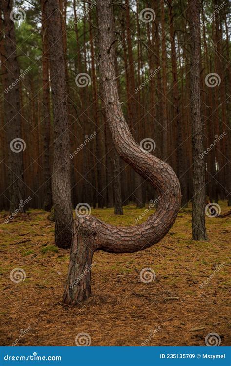 Crooked Trees In Crooked Forest In Western Poland Stock Image Image
