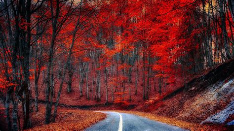 Dropped Leaves On The Road Margins 2048 X 1152 Nature Photography
