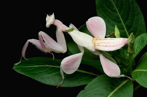 With Winged Legs Orchid Mantis Sets Gliding Record Science Aaas