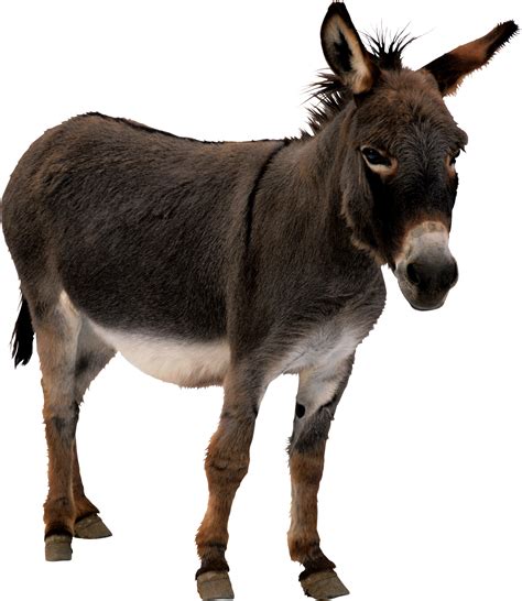 We did not find results for: Donkey HD PNG Transparent Donkey HD.PNG Images. | PlusPNG