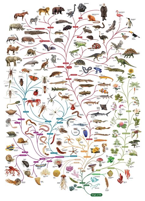 Awesome 11mb Tree Of Life Poster Phylogenetic Tree Theory Of