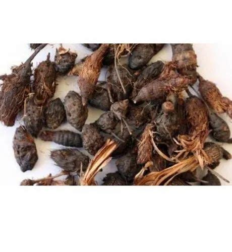 Brown Nagarmotha Herb Packaging Type Bag Packaging Size 40 Kg At Rs 90 Kg In Bareilly