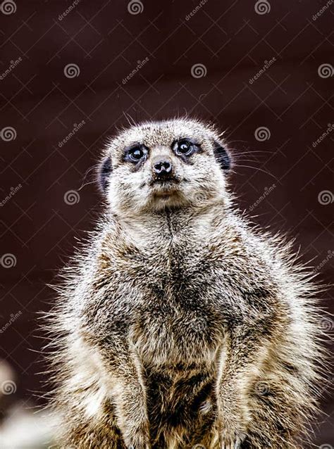 Meerkat Sentry Stock Image Image Of Guard Watch Alert 117069081