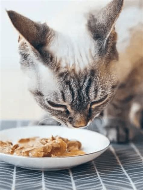 Can Cats Eat Peanut Butter 6 Things Cat Owners Should Know Story The