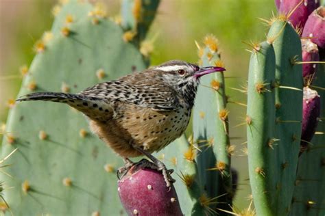 10 Fascinating Desert Birds And Their Unique Adaptations