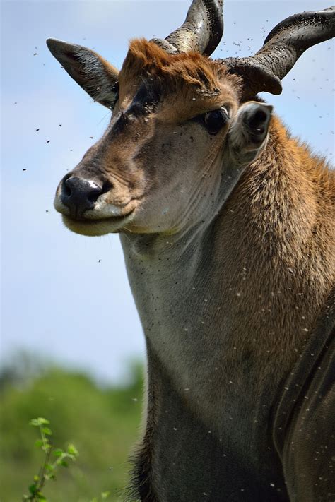 Eland Nairobi Nairobi National Park Kenya Africa Free Image From