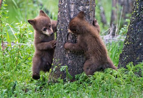 Adorable Snaps Of Bear Cubs Playing Peek A Boo Will Melt