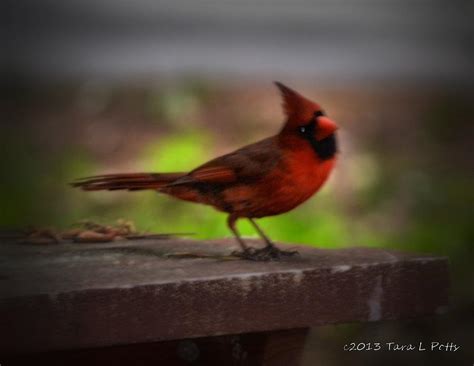 Cardinal With Head Cocked Photograph By Tara Potts