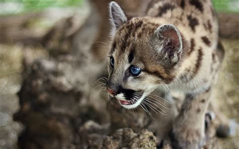 cute cougar cub wildlife hd wallpaper peakpx