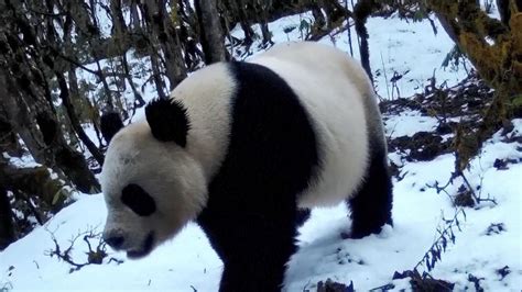 Chinas Wild Giant Panda Population Approaches 1900