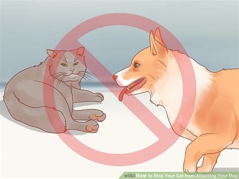 4 Ways To Stop Your Cat From Attacking Your Dog Wikihow Pet