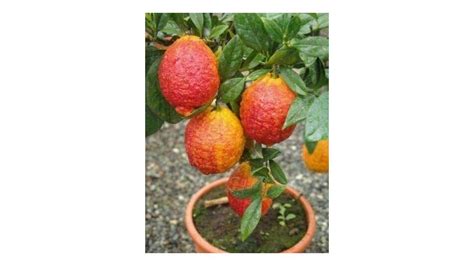 Agrumi Limone Rosso Citrus Limonimedica Pigmentata