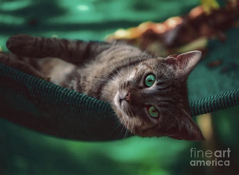 Cat With Turquoise Eyes Photograph By Flo Photography