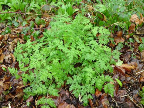 Cow Parsley Identification Edibility And Distribution Galloway