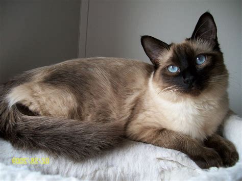 Burmese Siamese Cat Long Haired Siamese Cats Is A Part Of Burmese