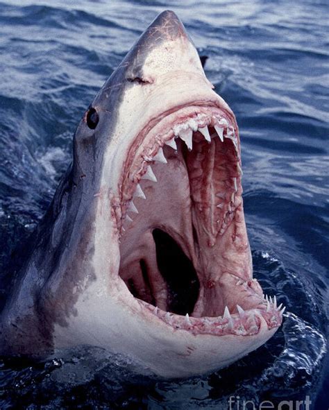 Great White Shark Number Of Teeth Teethwalls