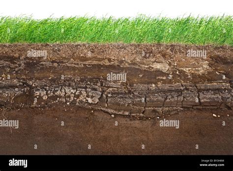 Cross Section Of Green Grass And Underground Soil Layers Beneath Stock