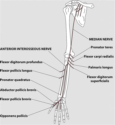 Anterior Interosseous Nerve