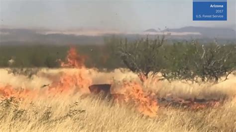 Video Shows Gender Reveal Explosion That Started An Arizona Wildfire Hartford Courant