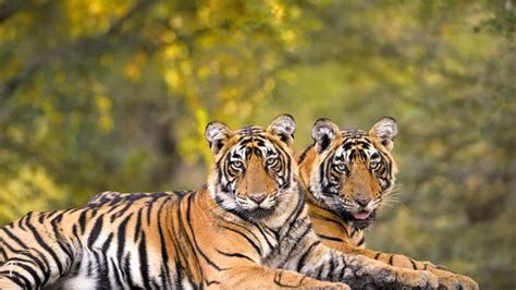 Tigers Surge In Mp As It Counts More Big Cats Outside Reserves Than In