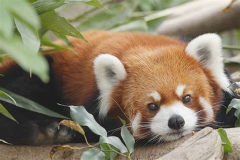 Panda Merah Terancam Punah Ini Saran Ahli Untuk Menyelamatkannya