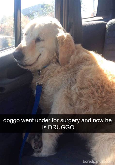 60 Hilarious Dog Snapchats That Are Impawsible Not To Laugh At Part 4
