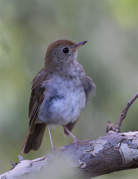 Russet Nightingale Thrush Catharus Occidentalis 4064 Flickr