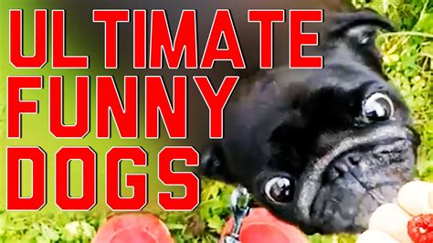 Ultimate Funny Dogs Compilation By Failarmy Funny Dog Fails Funny