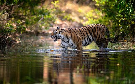 Tiger Tours In India Tiger Photography Tours At Best Parks