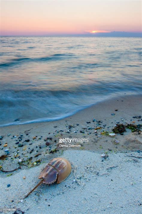 Horseshoe Crab On Beach At Sunset Wellfleet Cape Cod Massachusetts Usa