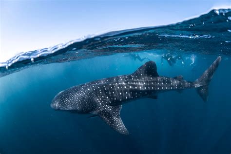 Whale Shark Swim Tour Ningaloo Reef Coral Bay Western Australia