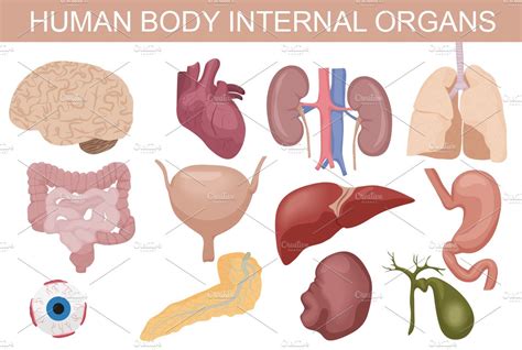 Vitamin d receptor distribution in human organs and tissues bioht0021 human torso with interchangeable organs and open back organs diagram from wiring services urhwiringdiagramguideservices organs diagram. Human body internal organs set. ~ Graphics ~ Creative Market