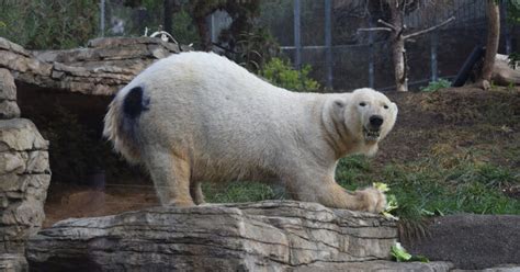 Purple Polar Bears San Diego Zoo Wildlife Alliance Stories