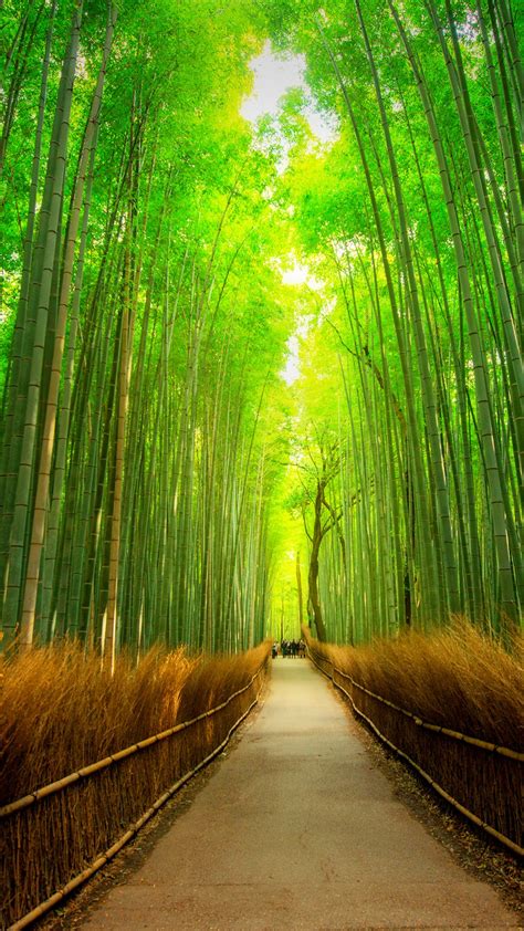 Path In Bamboo Forest In Arashiyama Kyoto Japan Windows 10