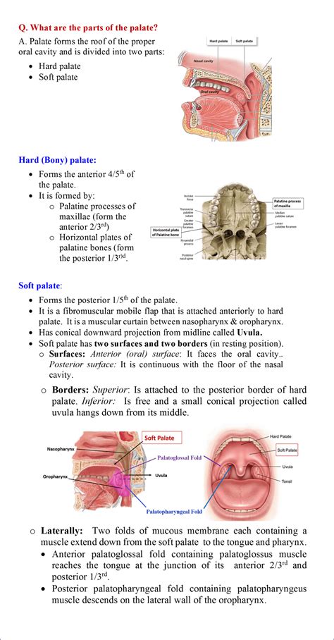 Soft Palate Muscles Anatomy