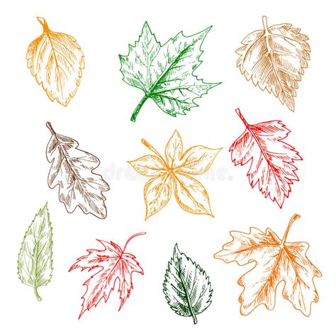Trees And Plants Leaves Pencil Sketch Set Stock Vector