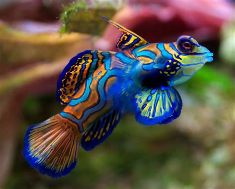 Colorful Fish ••mandarin Fish•• Salt Water Fish Native To The Pacific