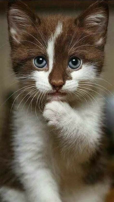 Wunderschön Gefärbte Katze Pretty Cats Cute Cats And Kittens