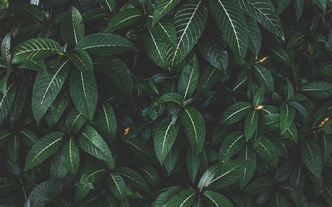 Download Wallpaper 3840x2400 Plant Leaves Green Striped Bush 4k