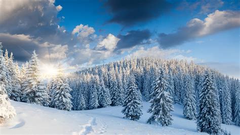 Winter Forest Wallpaper 62 Images