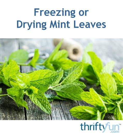 Freezing Or Drying Mint Leaves Thriftyfun