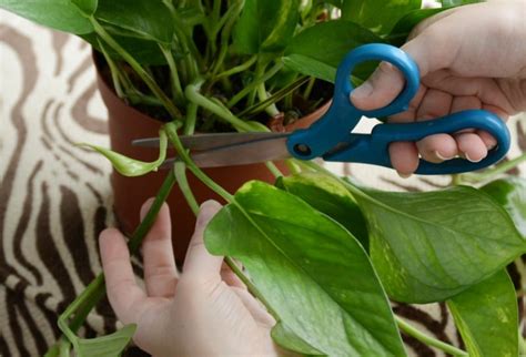 How To Propagate Houseplants From Cuttings Meatloaf And Melodrama