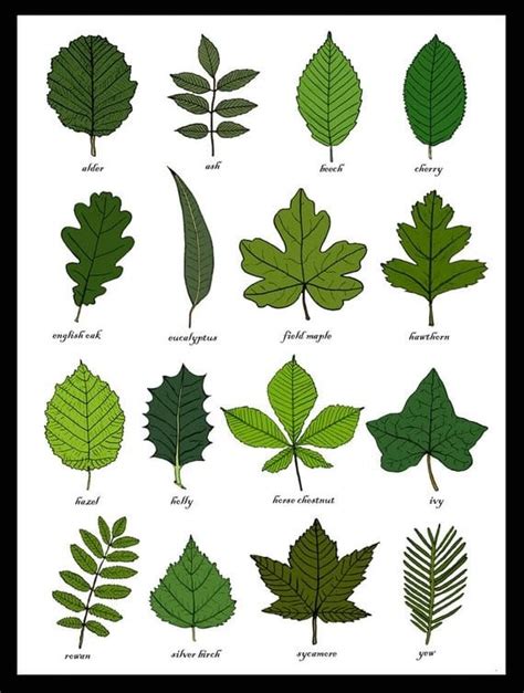 Learn How To Identify Trees And Leaves Enchanted Little World