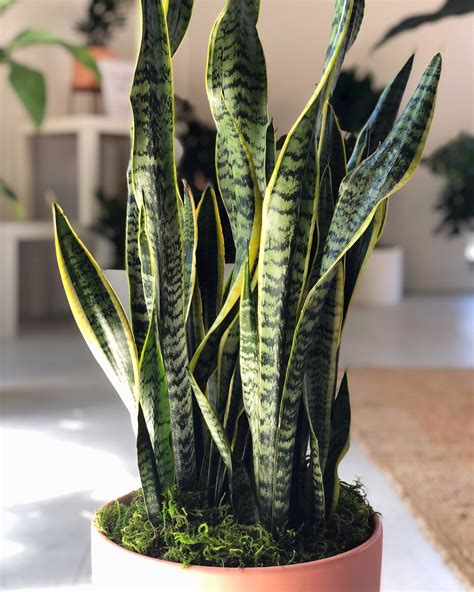 Snake Plant Laurentii Snake Plant Plants Easy Plants