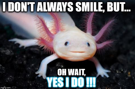 Smiling Mexican Axolotl I Dont Always Smile Imgflip